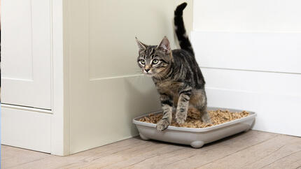 Kätzchen und Katzen an die Katzentoilette gewöhnen