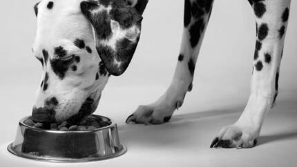 Erbrechen beim Hund: Ursachen und Behandlung