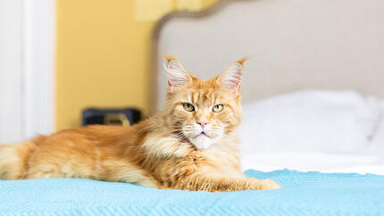 Nierenprobleme bei Katzen