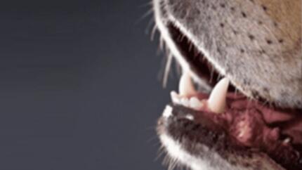 Dermatitis beim Hund verstehen
