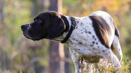 Schwarz-weißer Hund steht im Wald