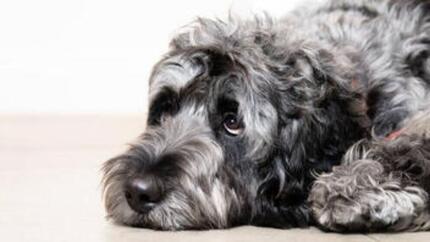 Durchfall beim Hund: Ursachen, Pflege und wann Sie zum Tierarzt gehen