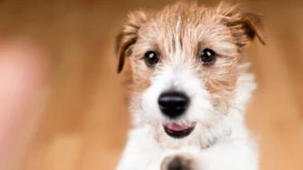 9 friandises saines pour éduquer votre chien
