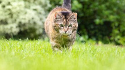 Zecken bei Katzen erkennen und sicher entfernen