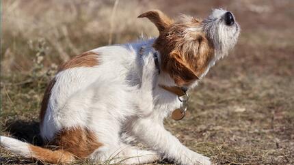 Flöhe bei Hunden erkennen und entfernen