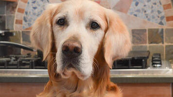 Golden Retriever in einer Küche