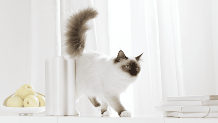 Was sollte eine Katze fressen: Grundlagen der Fütterung und der Katzenernährung