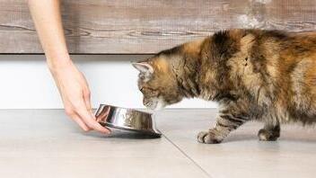 Katze nähert sich einem Futternapf