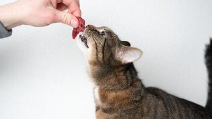 Dürfen Katzen rohes Fleisch fressen?