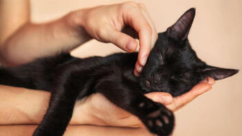 Schwarze Katze wird gestreichelt