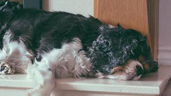 Schwarz-weißer Hund liegt auf dem Boden.