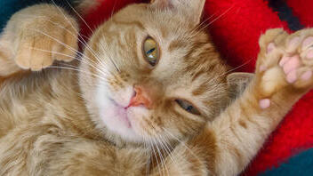 Orangefarbene Katze liegt auf einer Decke