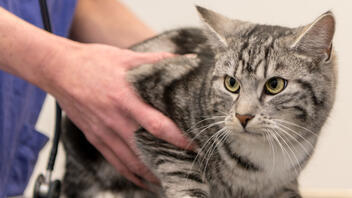 Katze wird untersucht