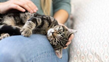 Getigerte Katze wird auf dem Schoß gestreichelt