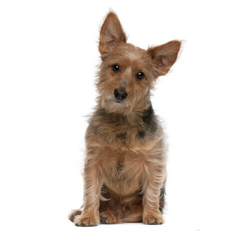  Terrier australien