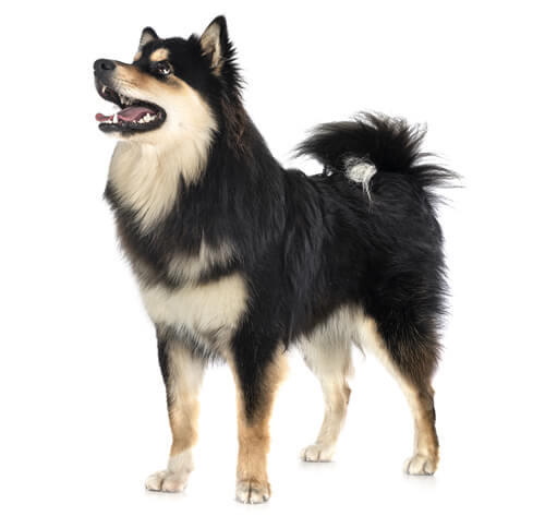 Chien finnois de Laponie