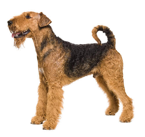  Airedale terrier