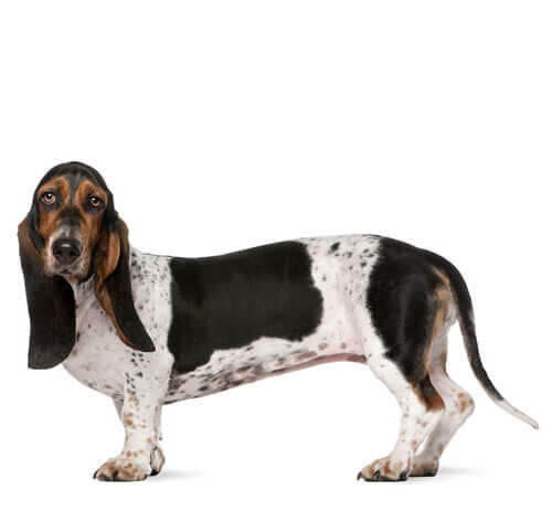 Basset hound