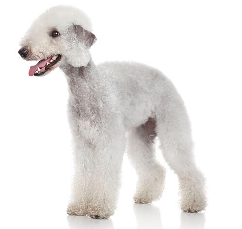 Bedlington terrier