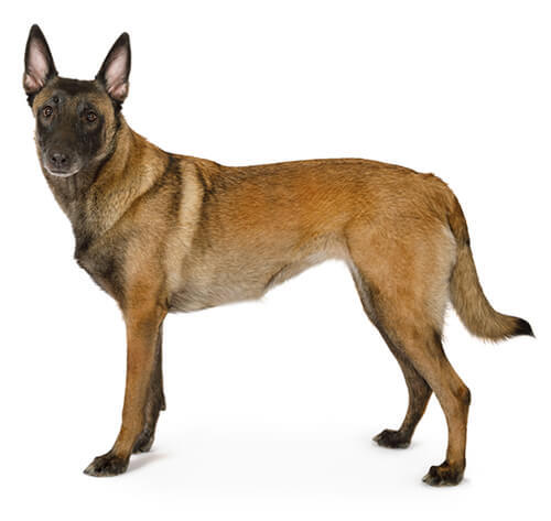 Berger belge Malinois