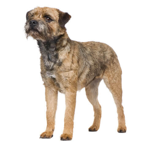 Border terrier