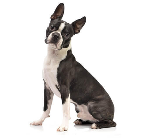 Boston terrier