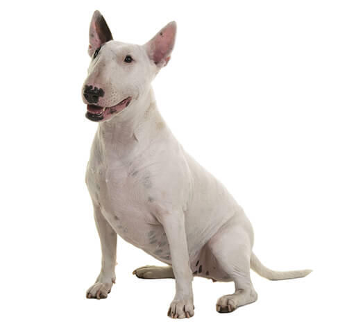 Bull terrier