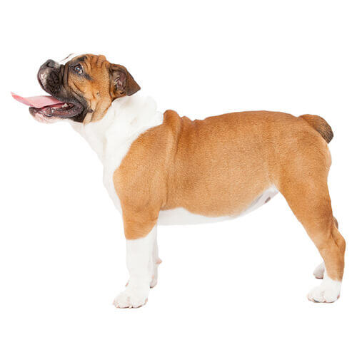 Bouledogue anglais (Bulldog)