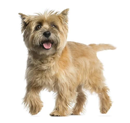 Cairn terrier