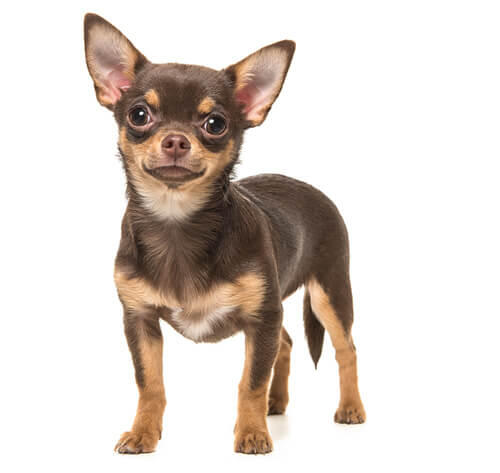 Chihuahua (à poil court)