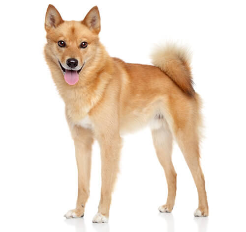 Finnenspitz 