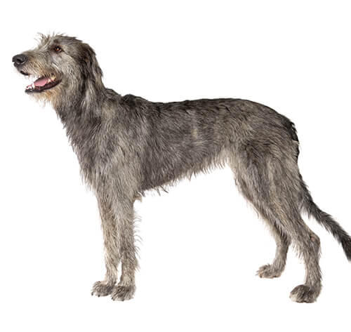 Irischer Wolfshund