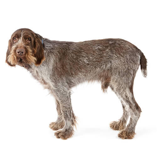 Spinone Italiano