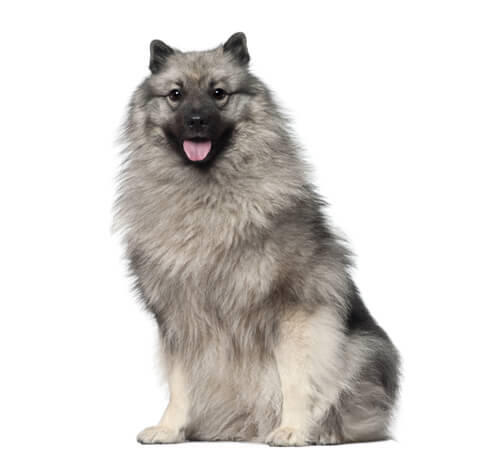 Spitz-Loup (Keeshond)