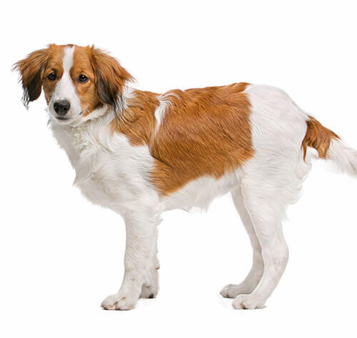Chien hollandais de canardière (Kooiker)
