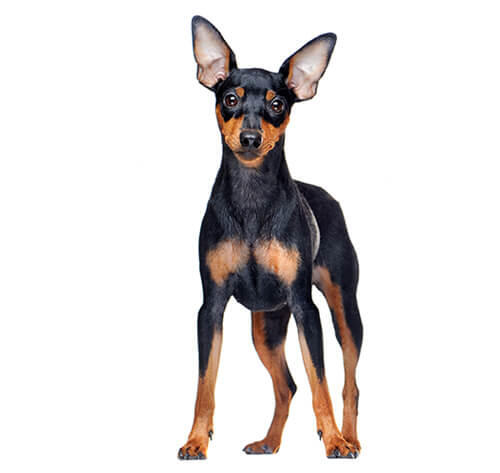 Zwergpinscher