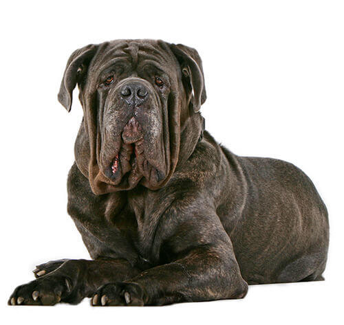 Mastino Napoletano 