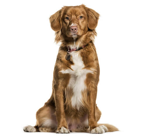 Retriever de la Nouvelle-Écosse (Nova Scotia)