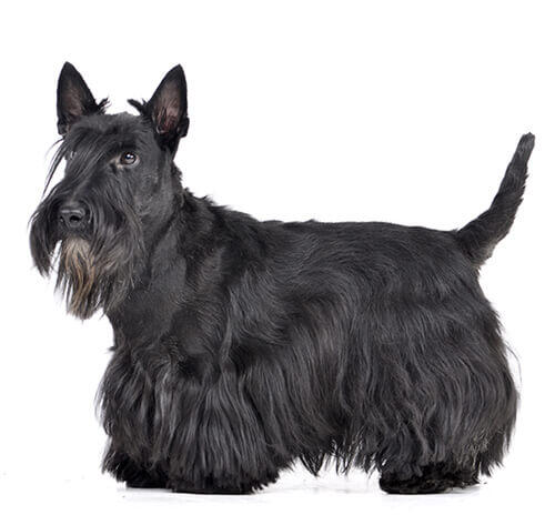 Terrier écossais (Scottish Terrier)