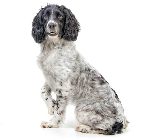 Springer spaniel anglais