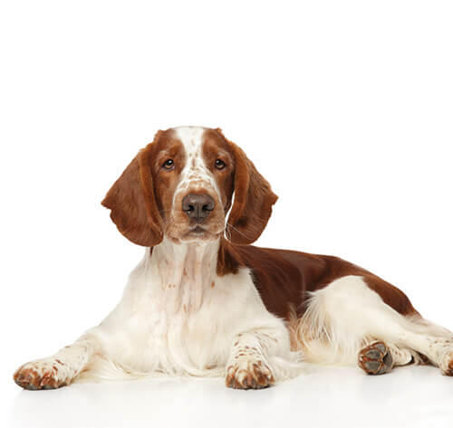 Springer gallois (Welsh Springer Spaniel)