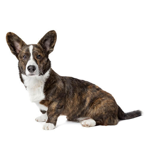 Welsh Corgi (Cardigan) (poil moyen/long)