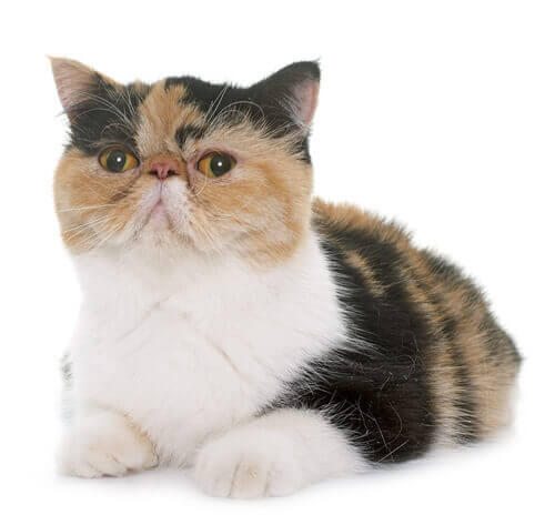 Exotic shorthair