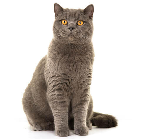 British shorthair