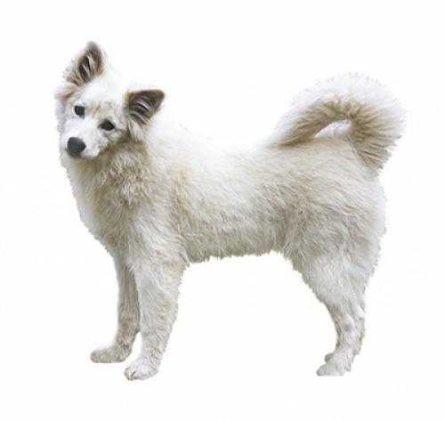 Esquimau canadien chien