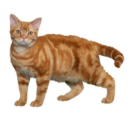 American wirehair