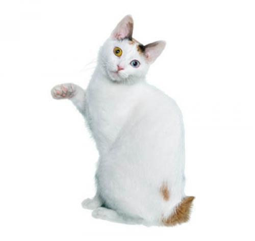 Japanese Bobtail