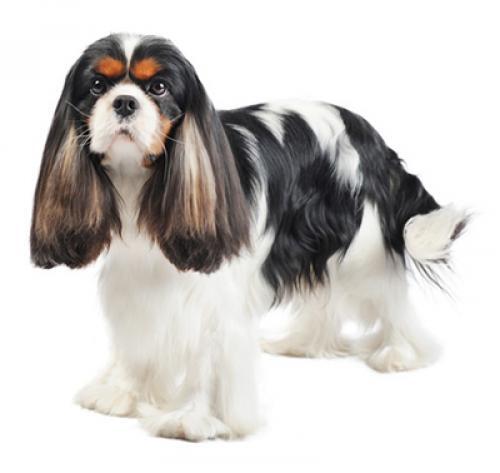 Cavalier King Charles Spaniel