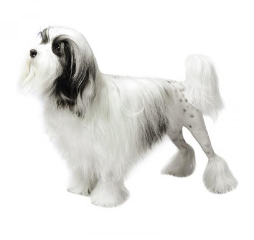 Petit chien lion
