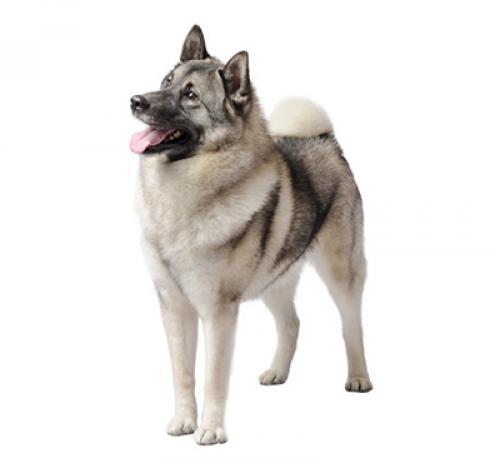 Chien d'élan norvégien (Elkhound)